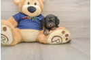 Hypoallergenic Cavadoodle Poodle Mix Puppy