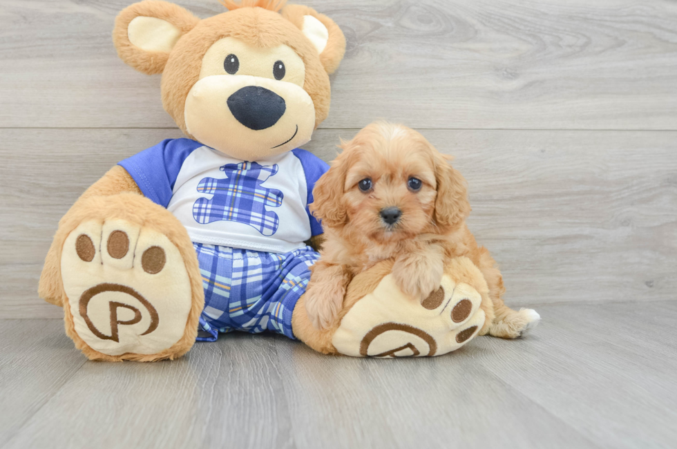 5 week old Cavapoo Puppy For Sale - Seaside Pups