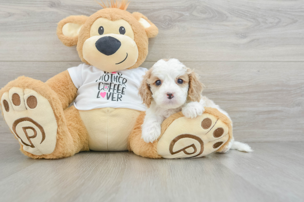 5 week old Cavapoo Puppy For Sale - Seaside Pups