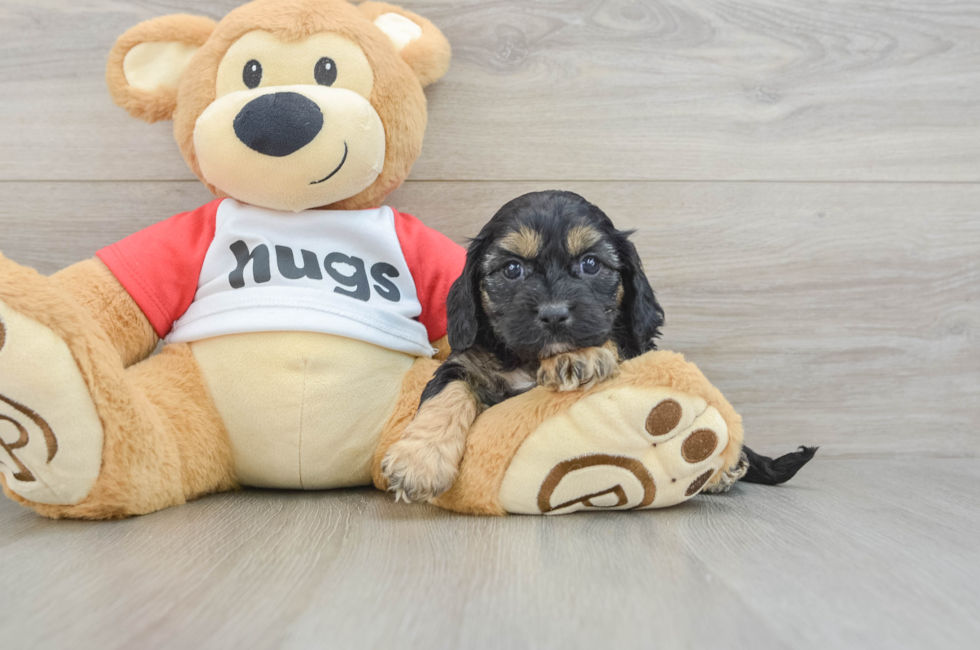 7 week old Cavapoo Puppy For Sale - Seaside Pups