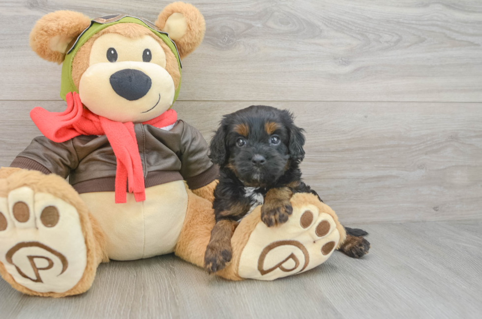 5 week old Cavapoo Puppy For Sale - Seaside Pups