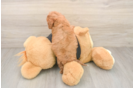 Fluffy Cavapoo Poodle Mix Pup