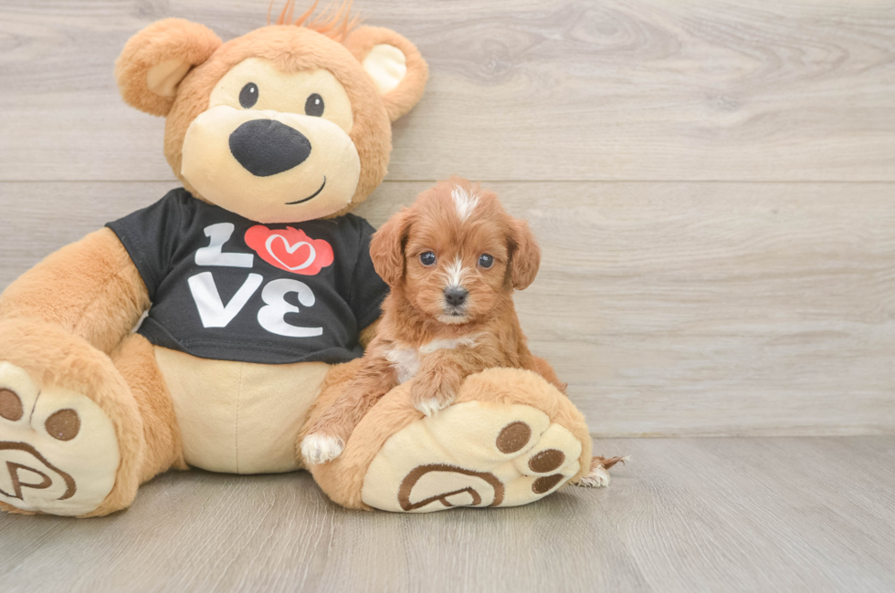 5 week old Cavapoo Puppy For Sale - Seaside Pups