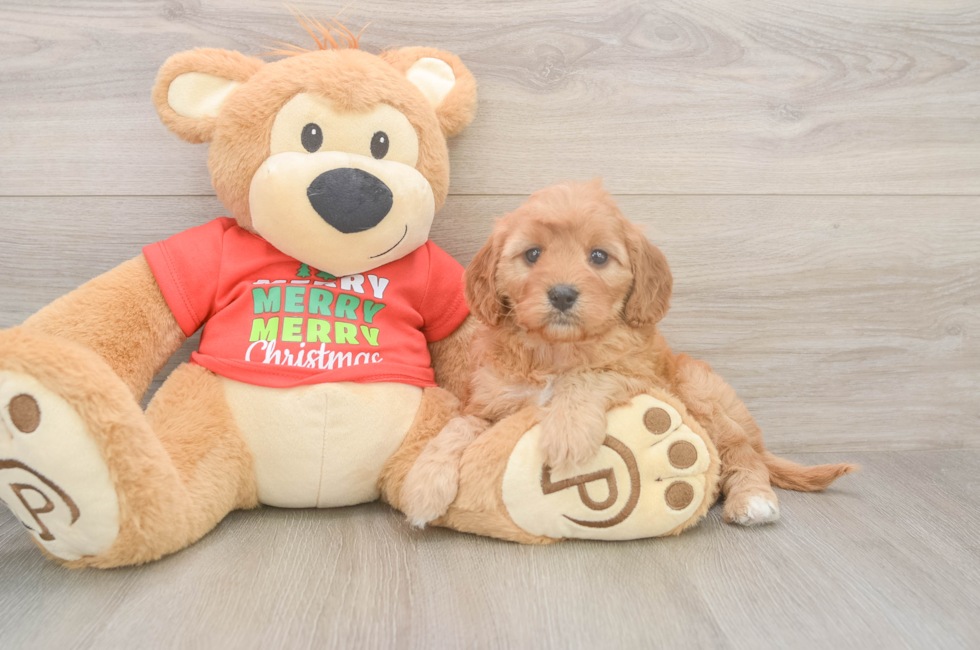 5 week old Cavapoo Puppy For Sale - Seaside Pups