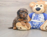 8 week old Cavapoo Puppy For Sale - Seaside Pups