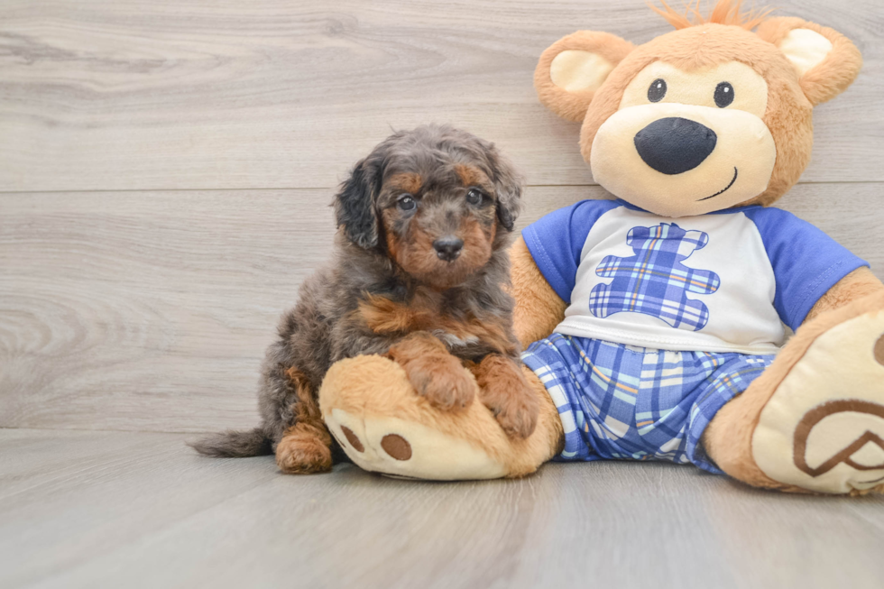 Best Cavapoo Baby