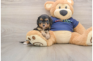 Cavapoo Pup Being Cute