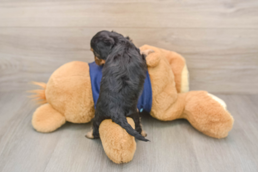 Best Cavapoo Baby