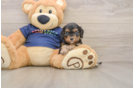 Cavapoo Pup Being Cute