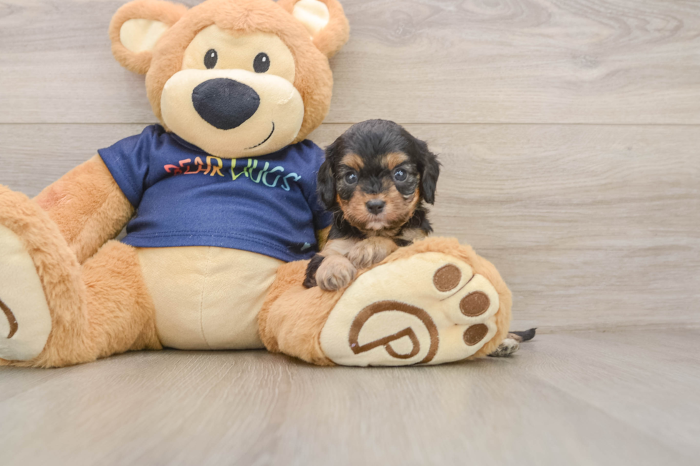 Cavapoo Pup Being Cute