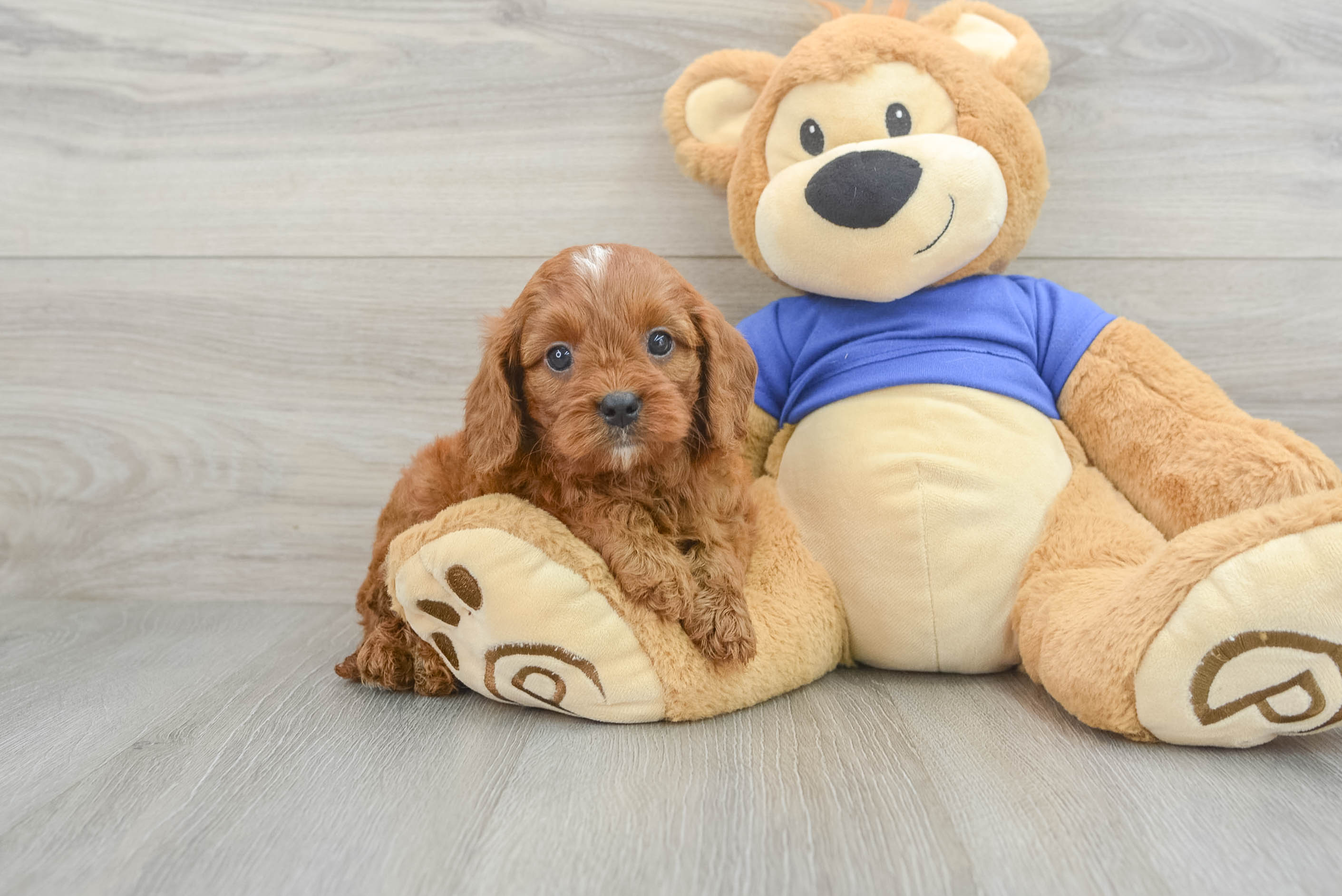 Fluffy Cavapoo Poodle Mix Pup