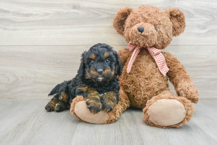 Sweet Cavapoo Baby