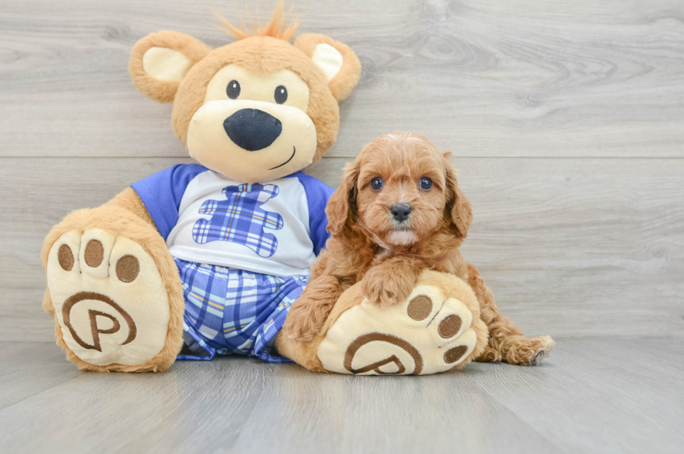 5 week old Cavapoo Puppy For Sale - Seaside Pups