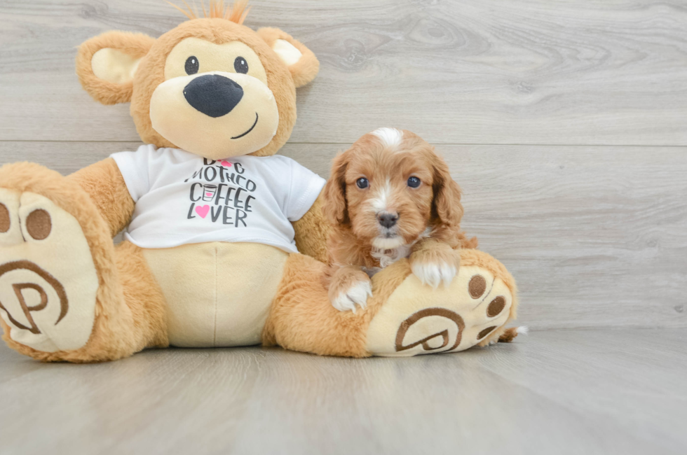 5 week old Cavapoo Puppy For Sale - Seaside Pups