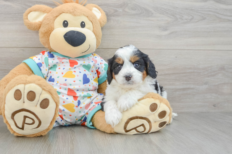 5 week old Cavapoo Puppy For Sale - Seaside Pups