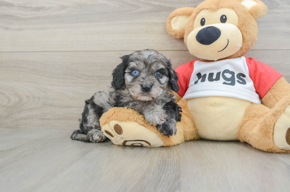 7 week old Cavapoo Puppy For Sale - Seaside Pups