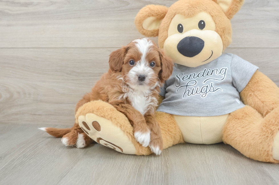 6 week old Cavapoo Puppy For Sale - Seaside Pups