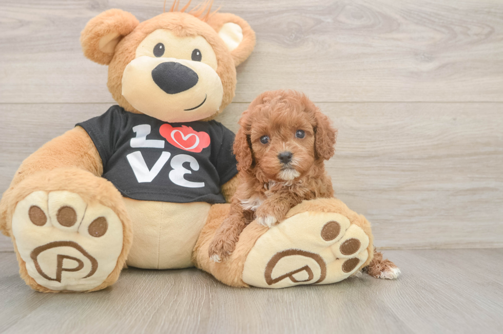 5 week old Cavapoo Puppy For Sale - Seaside Pups