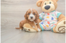Cavapoo Puppy for Adoption