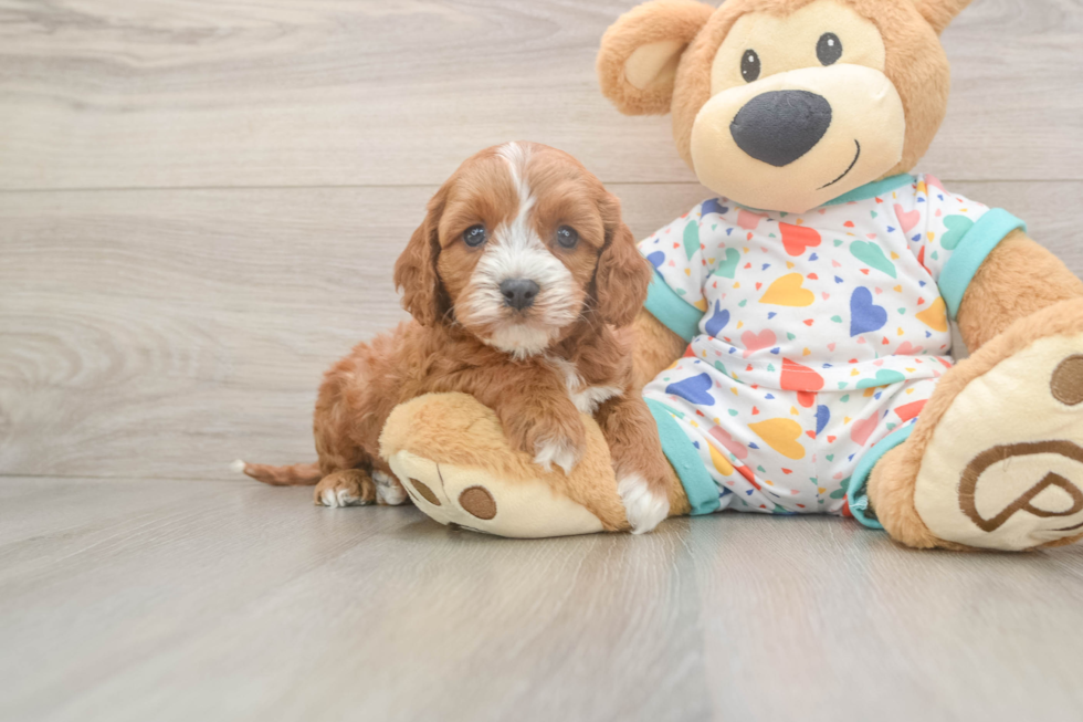 Cavapoo Puppy for Adoption