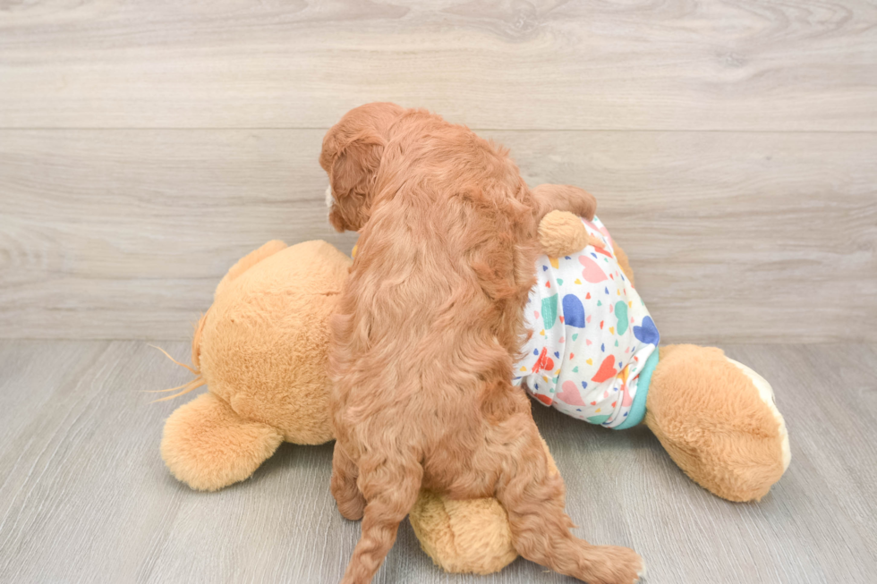 Petite Cavapoo Poodle Mix Pup