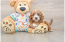 Cavapoo Pup Being Cute