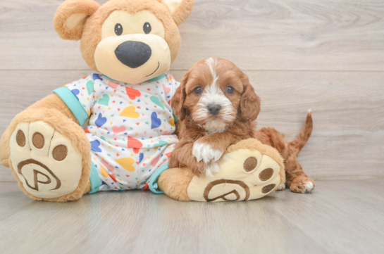 Cavapoo Pup Being Cute