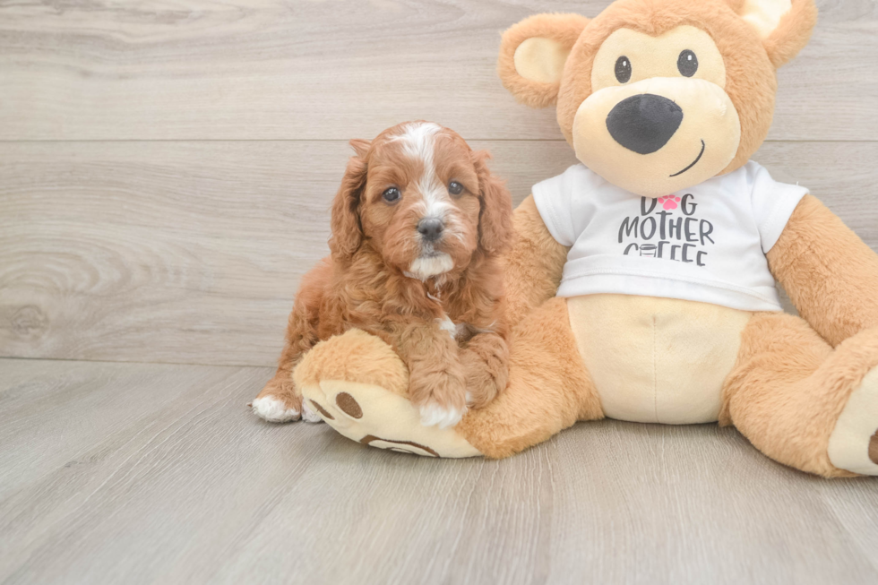 Meet Epic - our Cavapoo Puppy Photo  2/3 - Seaside Pups Smart Cavapoo Poodle Mix Pup