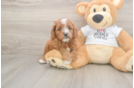 Meet Epic - our Cavapoo Puppy Photo  2/3 - Seaside Pups Smart Cavapoo Poodle Mix Pup