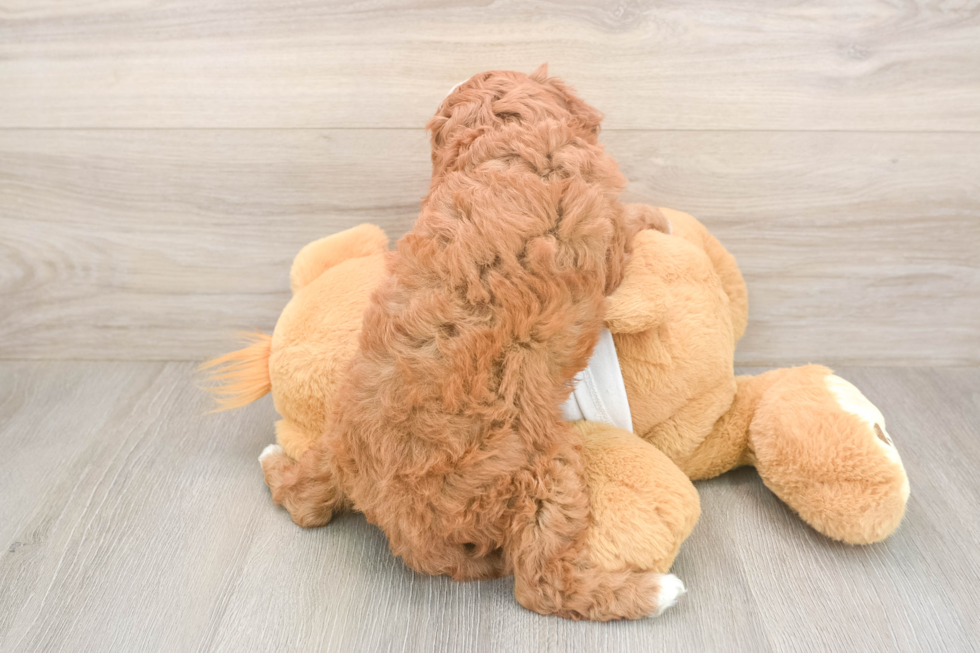 Meet Epic - our Cavapoo Puppy Photo  3/3 - Seaside Pups Cavapoo Puppy for Adoption