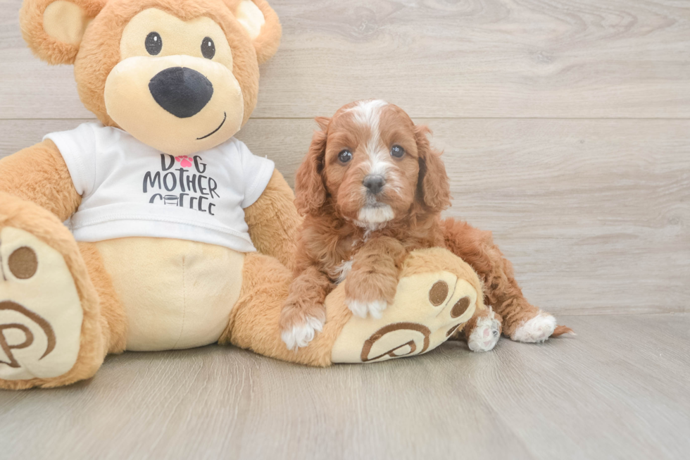 Meet Epic - our Cavapoo Puppy Photo  1/3 - Seaside Pups Best Cavapoo Baby