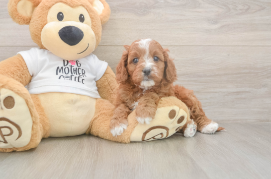 5 week old Cavapoo Puppy For Sale - Seaside Pups Best Cavapoo Baby