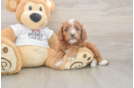 Meet Epic - our Cavapoo Puppy Photo  1/3 - Seaside Pups Best Cavapoo Baby