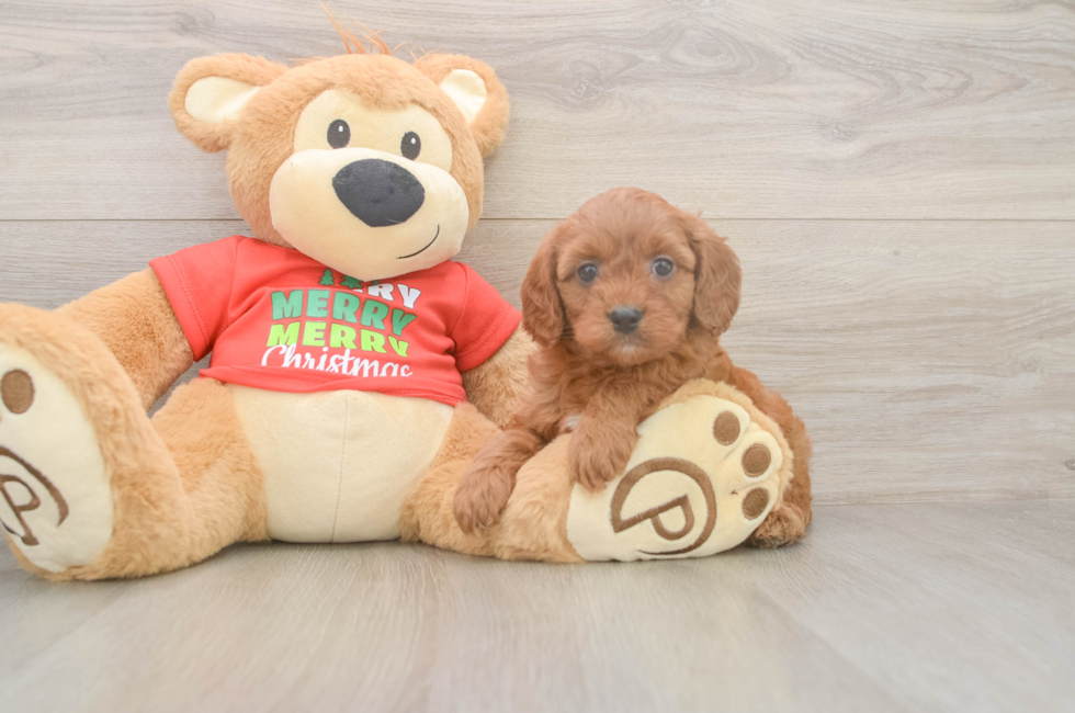 5 week old Cavapoo Puppy For Sale - Seaside Pups