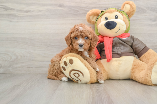 Small Cavapoo Baby