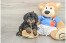 Cavapoo Puppy for Adoption