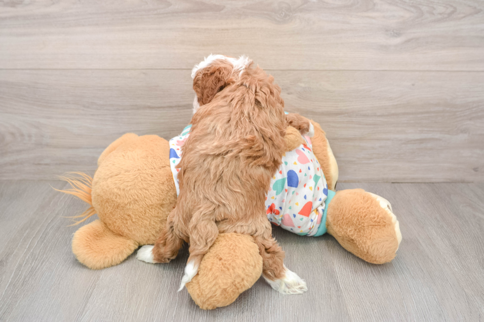 Energetic Cavoodle Poodle Mix Puppy