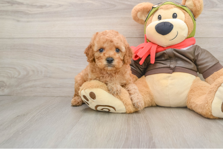 Cavapoo Pup Being Cute
