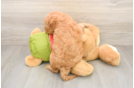 Funny Cavapoo Poodle Mix Pup