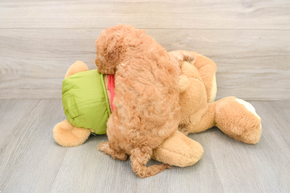 Funny Cavapoo Poodle Mix Pup