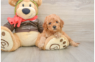 Best Cavapoo Baby