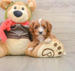 6 week old Cavapoo Puppy For Sale - Seaside Pups