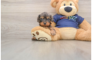 Smart Cavapoo Poodle Mix Pup