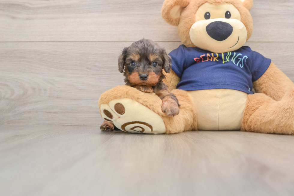 Smart Cavapoo Poodle Mix Pup