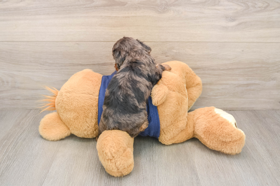 Cavapoo Pup Being Cute
