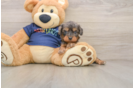 Petite Cavapoo Poodle Mix Pup