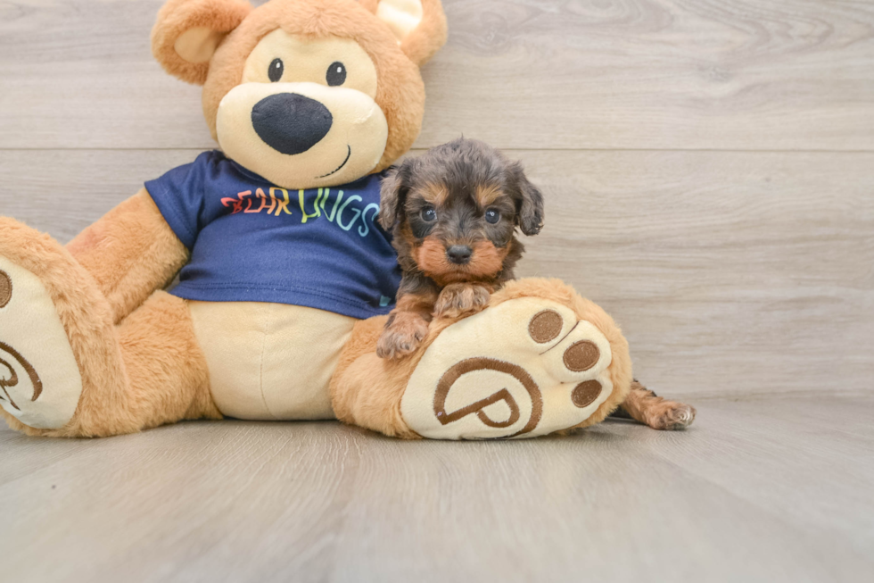 Petite Cavapoo Poodle Mix Pup