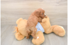Energetic Cavoodle Poodle Mix Puppy
