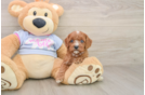 Cute Cavapoo Baby