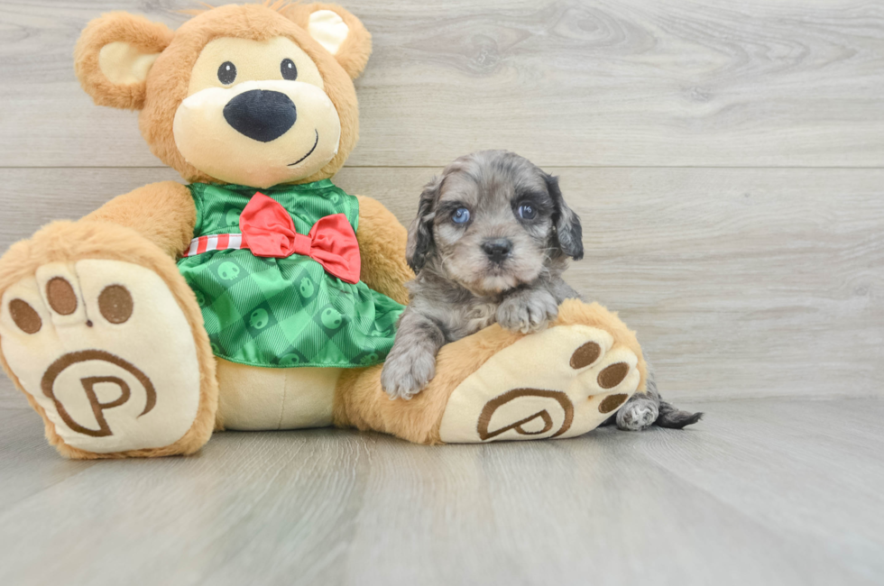 6 week old Cavapoo Puppy For Sale - Seaside Pups